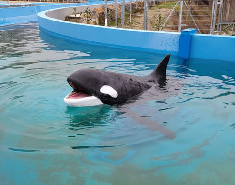 Orca