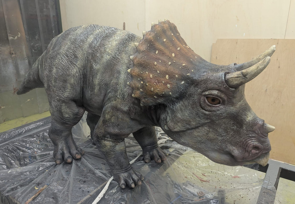 Baby Triceratops