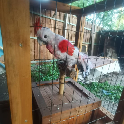 Parrot