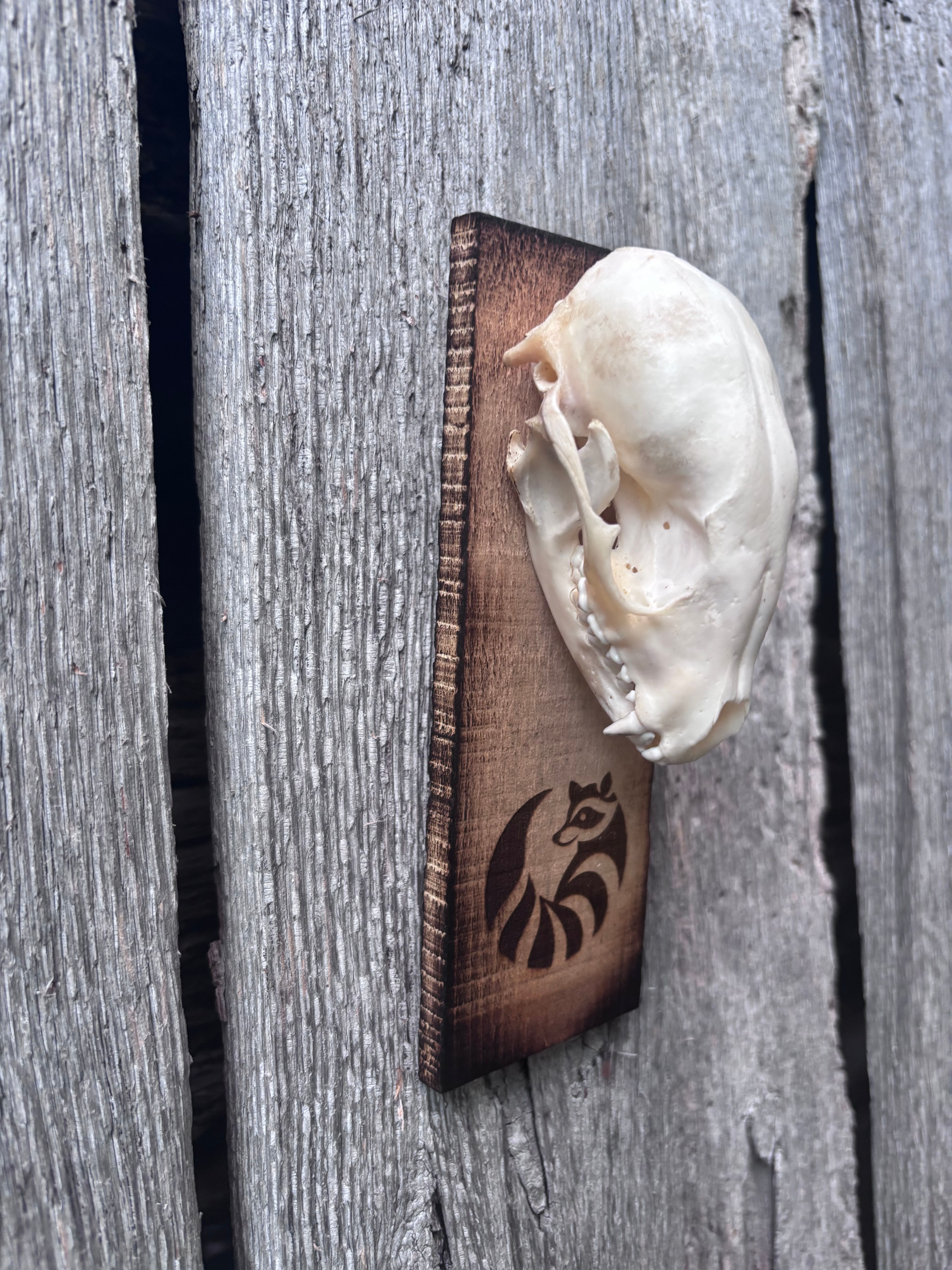 Raccoon Skull Mount