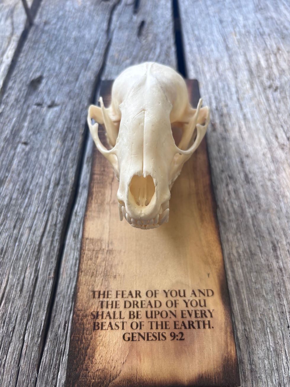 Thumbnail: Coyote Skull Mount