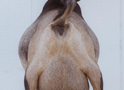 Sunset Mountain Farm-14.jpg