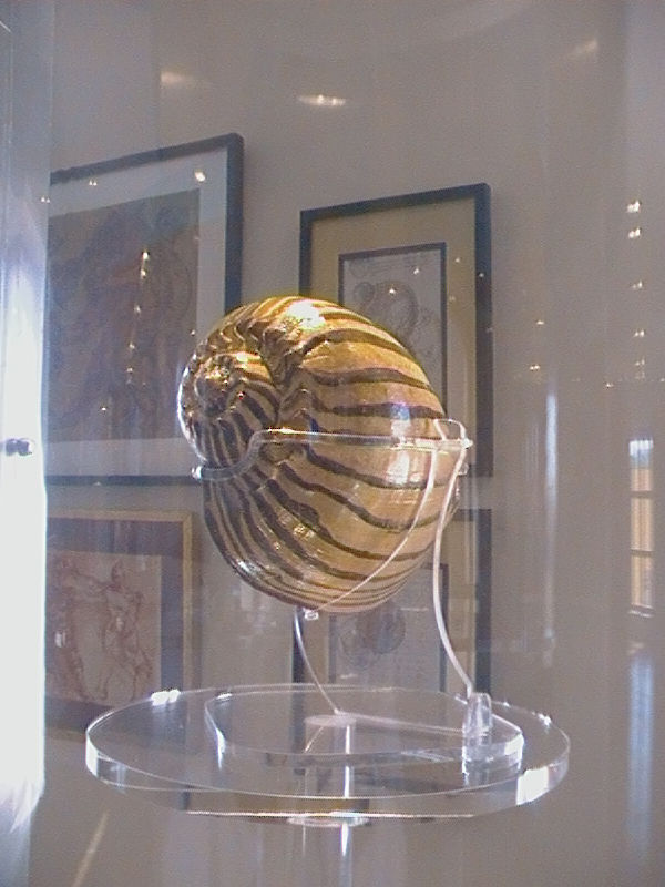 CARACOL PINTADO