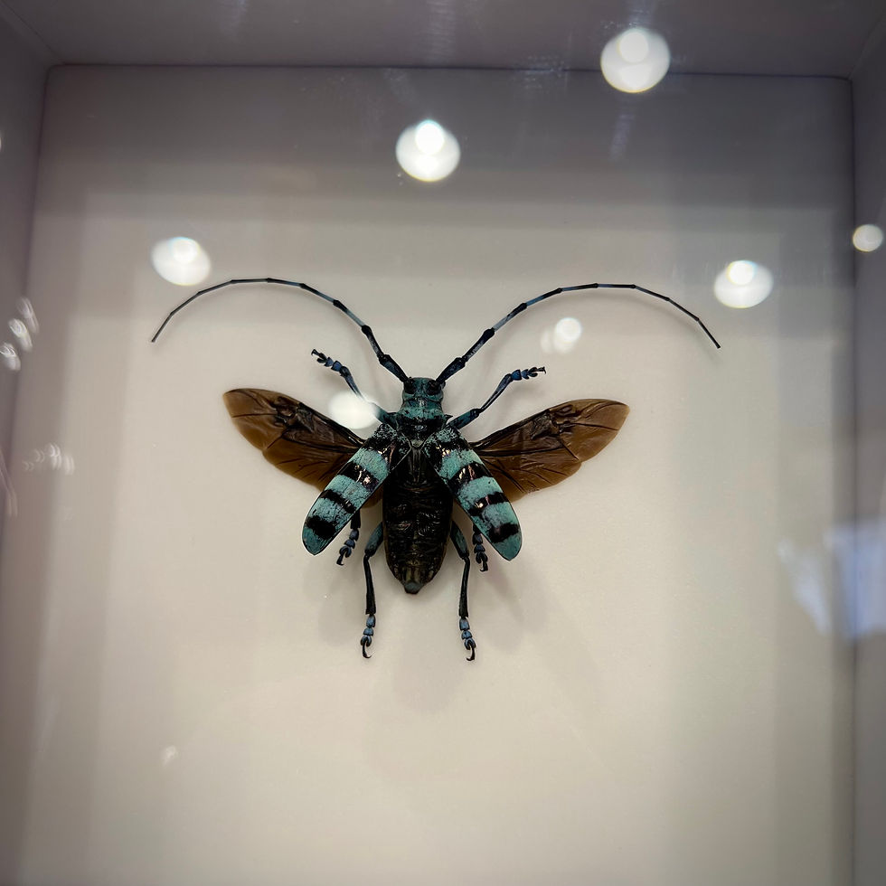 Miniature : Coléoptère Anoplophora