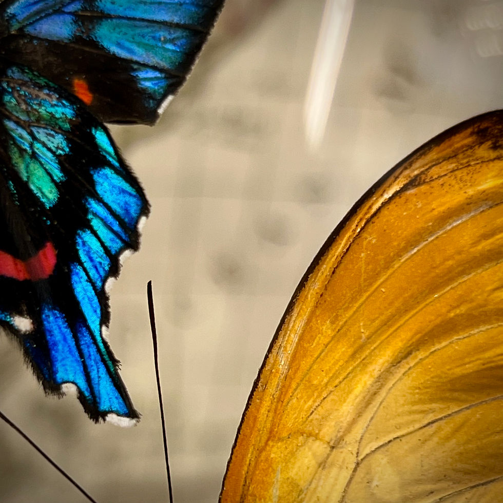 Miniature : Duo Ancyluris Cymothoe