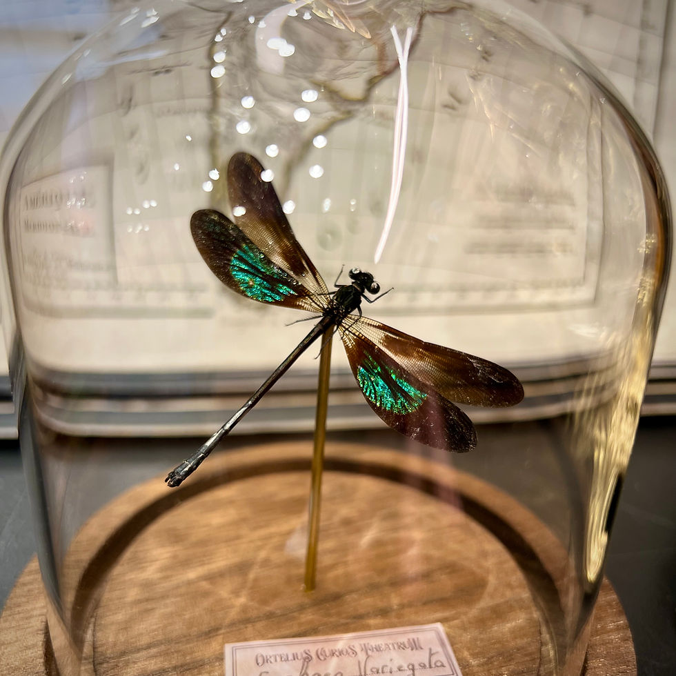 Miniature : Libellule Euphaea sous cloche