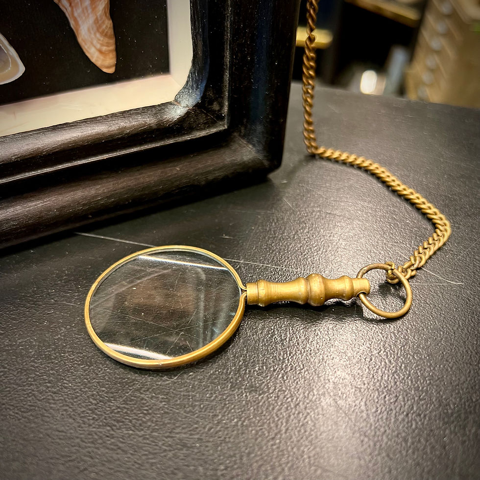 Miniature : Vitrine de coquillages - avec loupe 