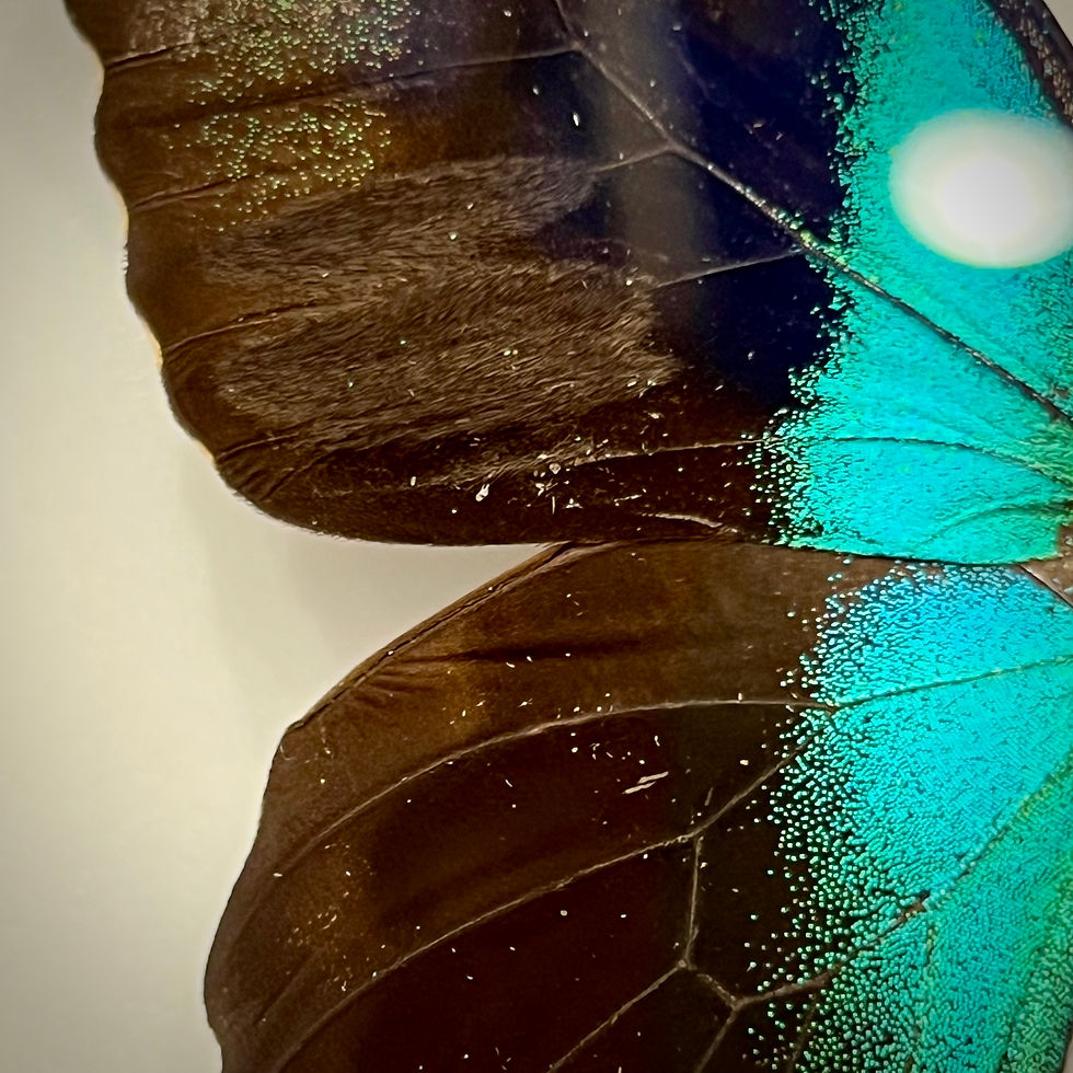 Miniature : Papilio peranthus en cadre 