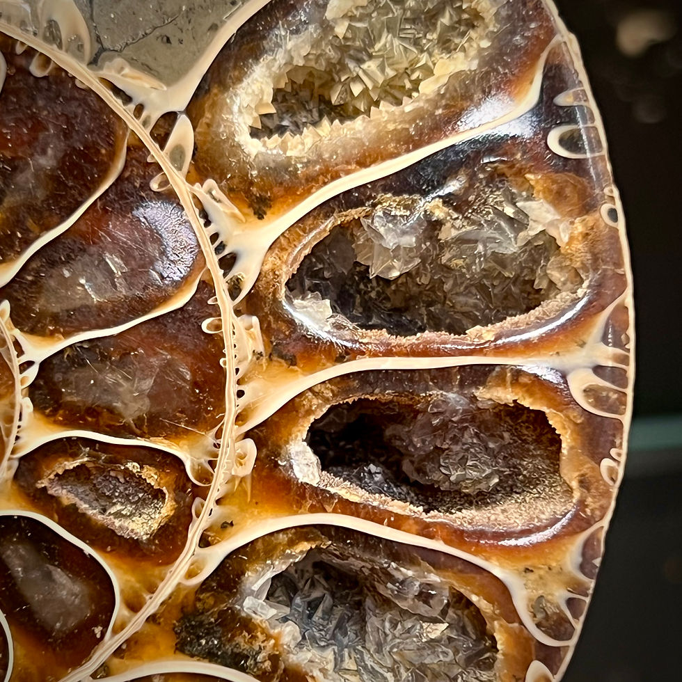 Miniature : Ammonite sciée et polie