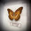 Miniature : Papillon en cadre