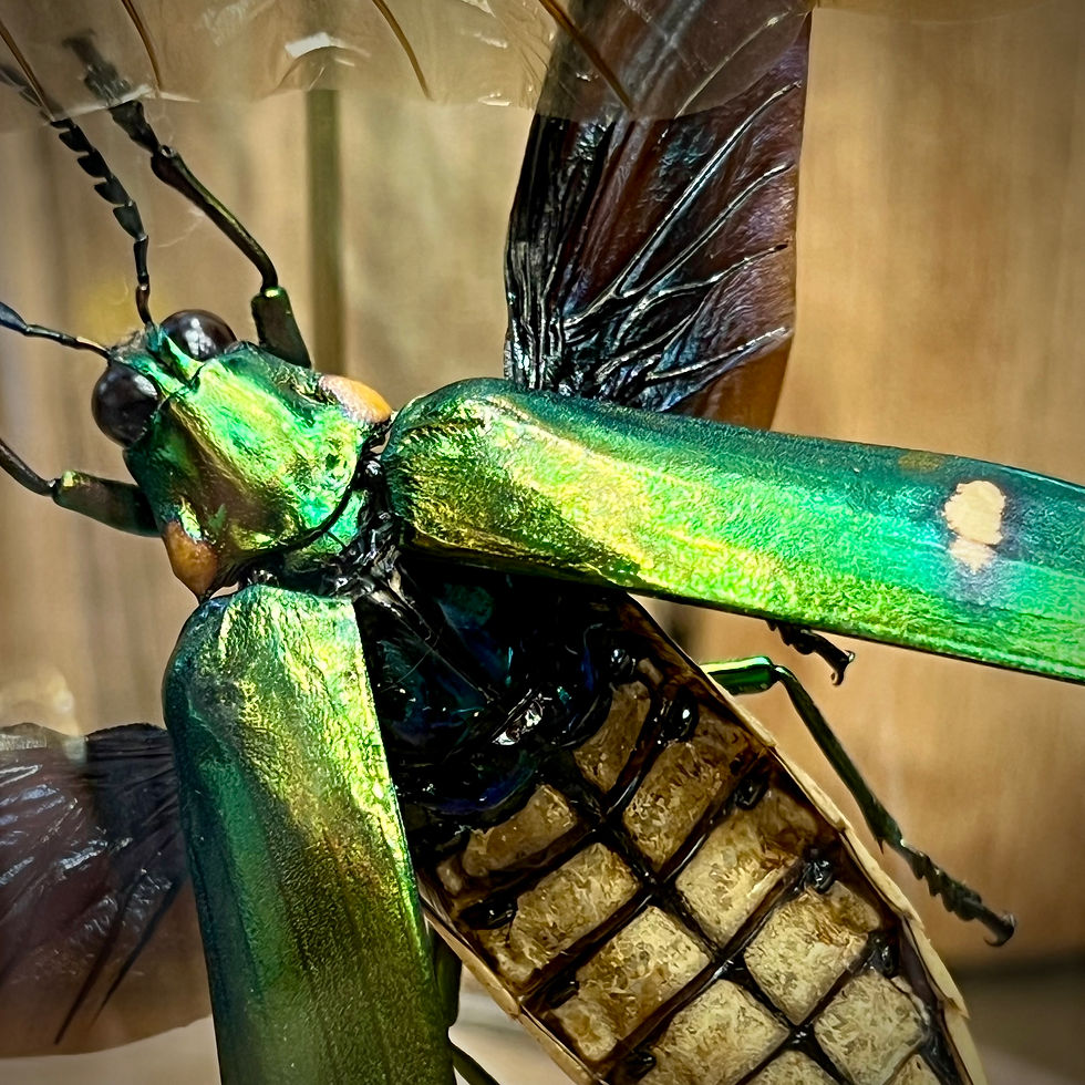 Miniature : Gros plan sur les ailes d'un megaloxantha