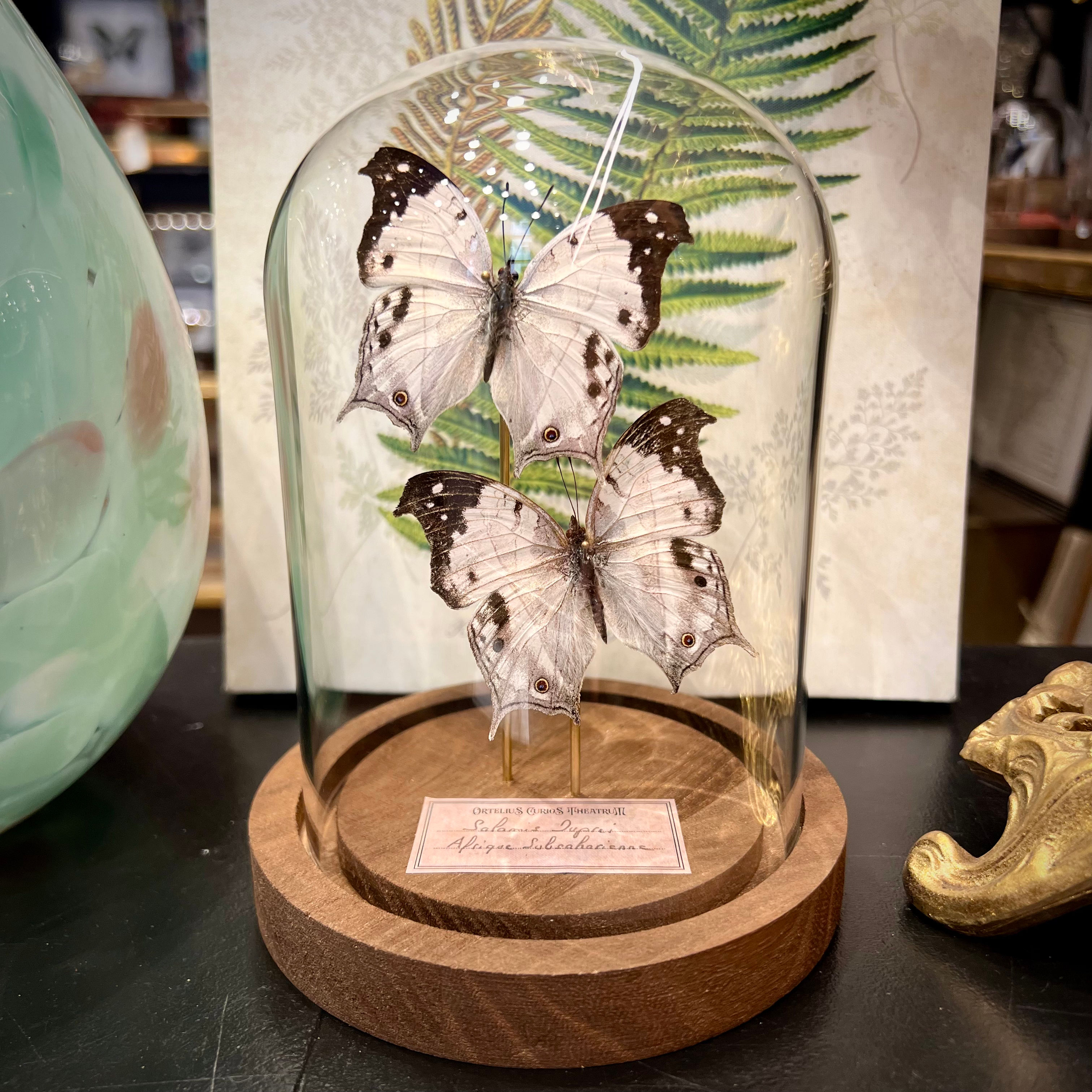 Duo de papillons noirs et blancs sous cloche en verre et base bois clair - cabinet de curiosités