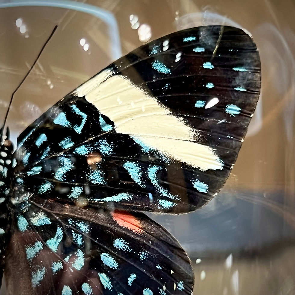 Miniature : Hamadryas laodamia