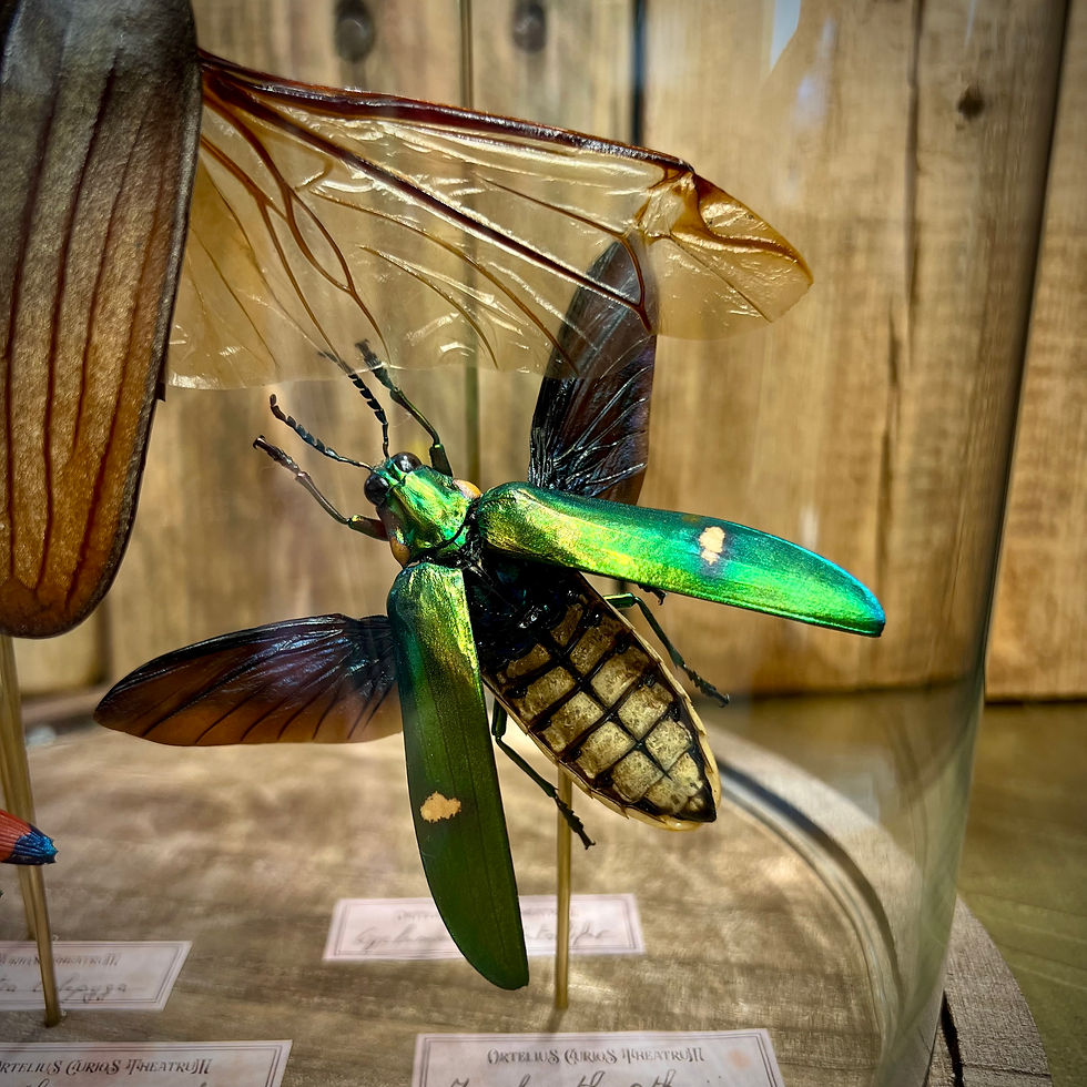 Miniature : Gros plan sur un coléoptère vert
