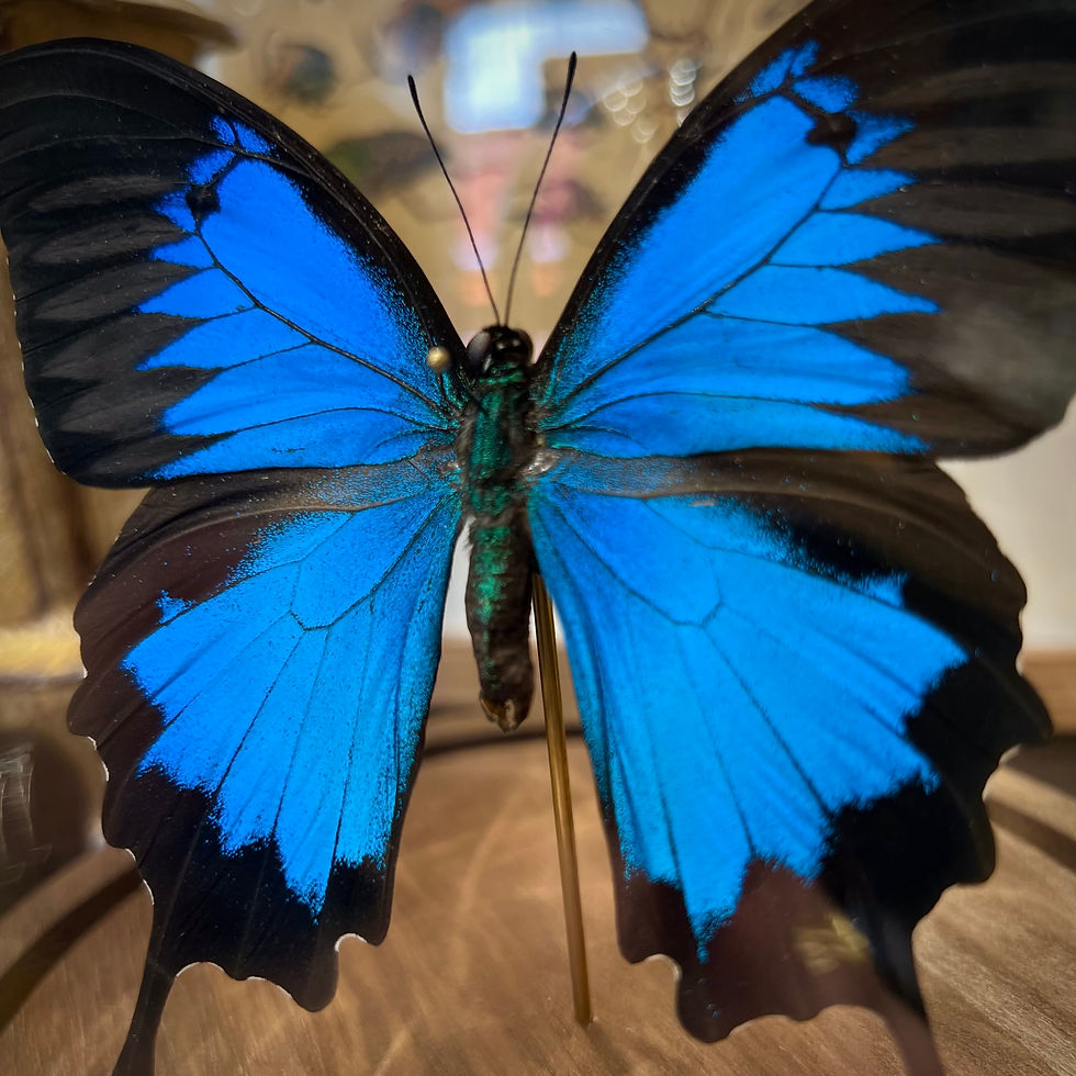 Miniature : Papilio Ulysses