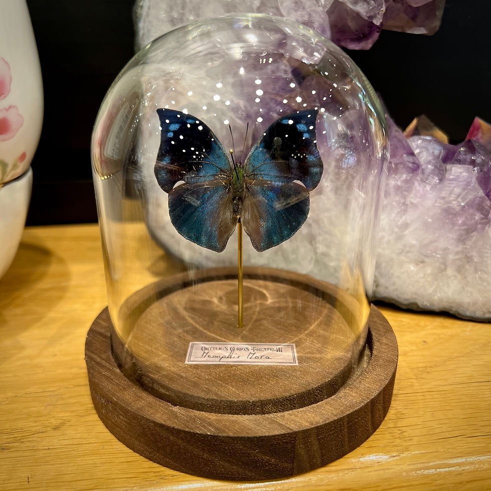 Miniature : Memphis Mora