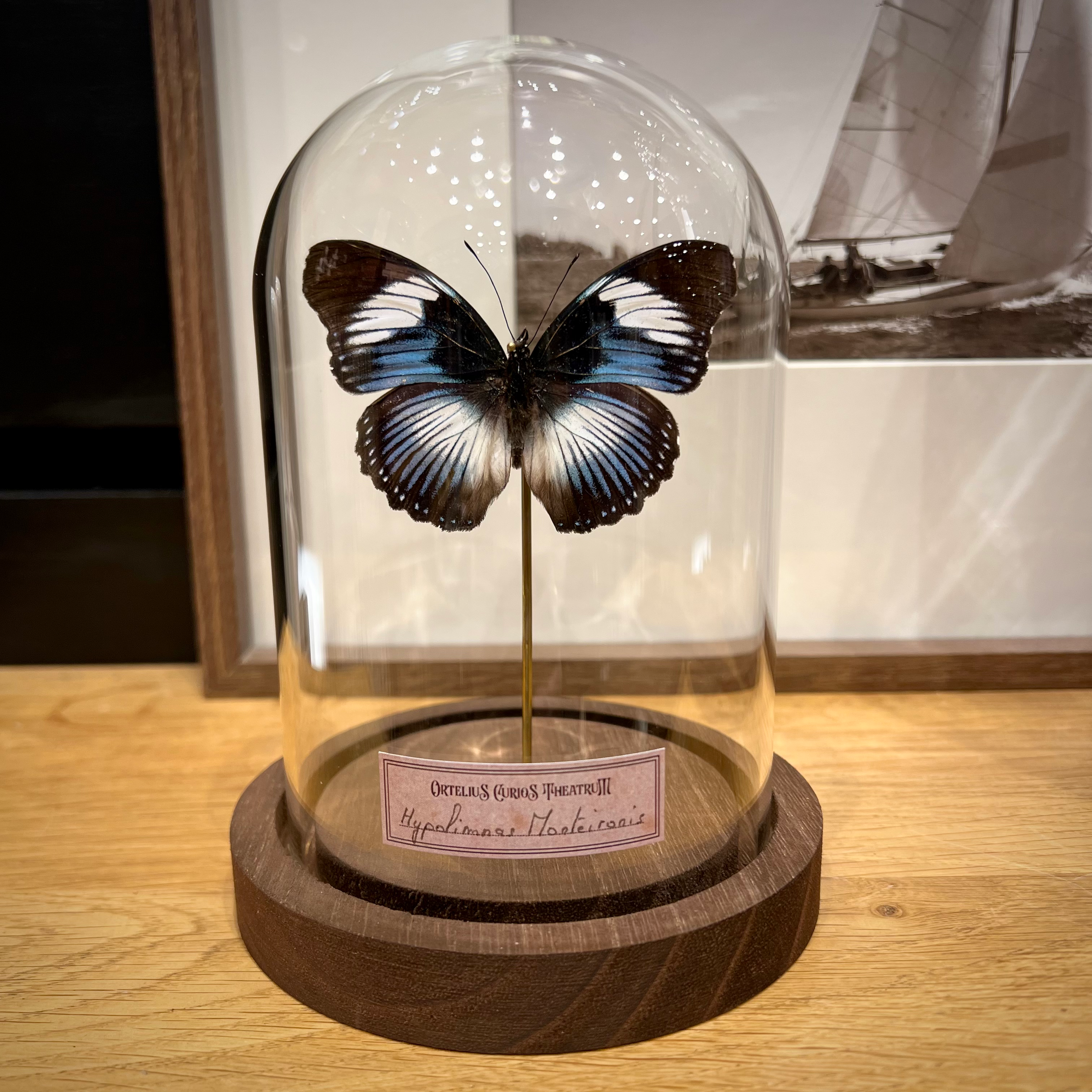 Hypolimnas monteinoris