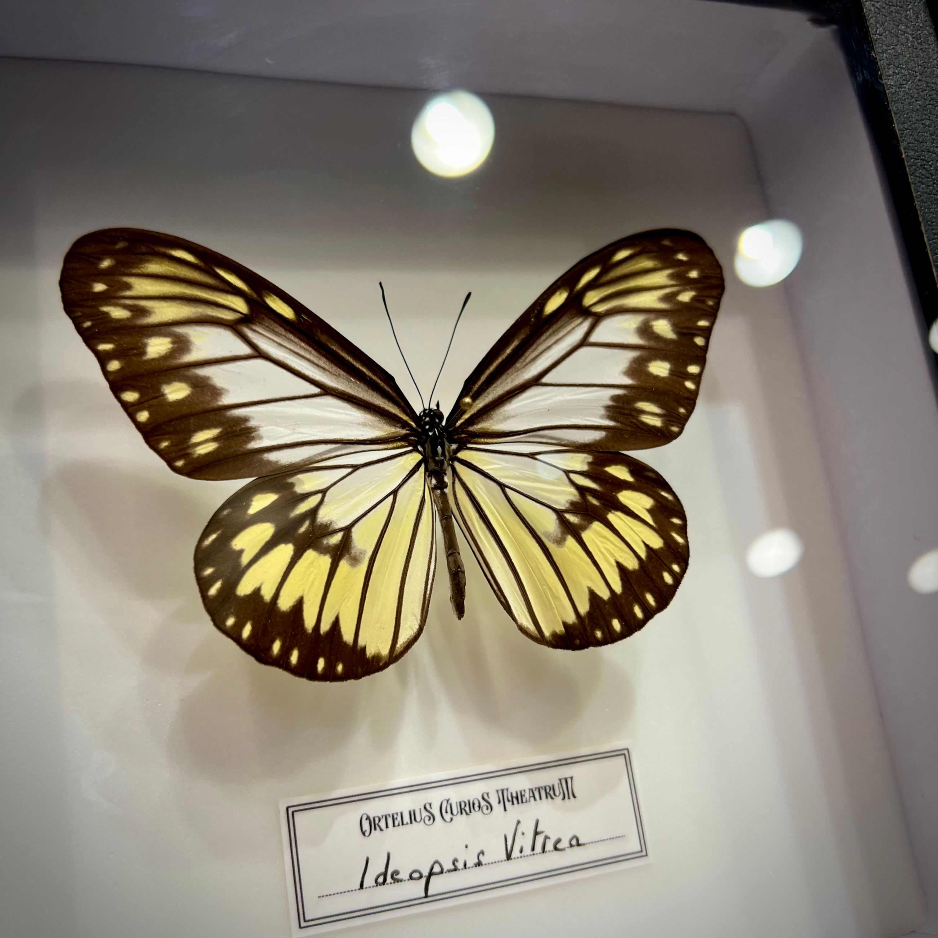 Ideopsis en cadre