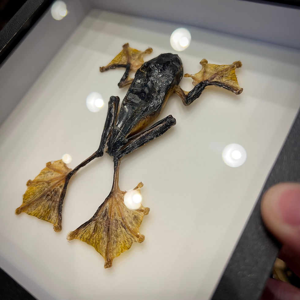 Miniature : Grenouille Racophorus en cadre