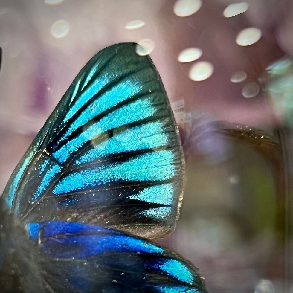 Miniature : Duo bleu et transparent 