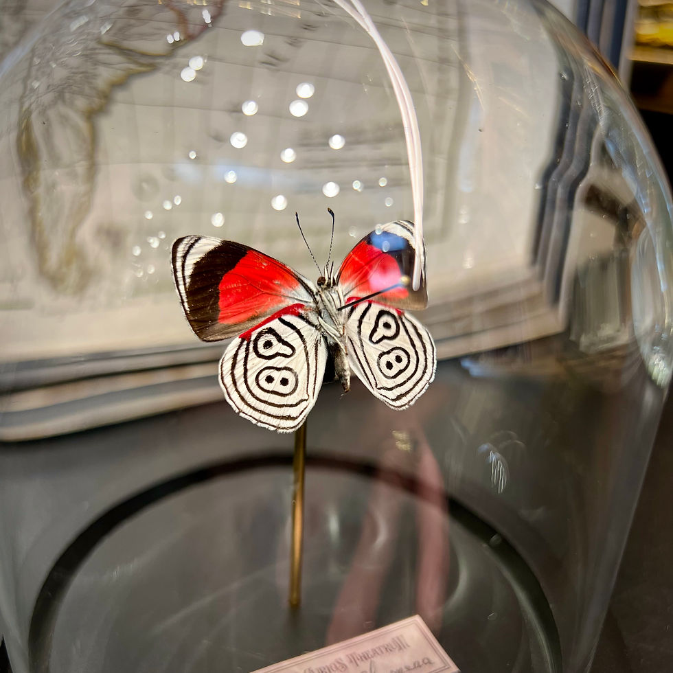 Miniature : Diaethria sous cloche