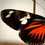 Miniature : Duo Cyrestis Heliconius 