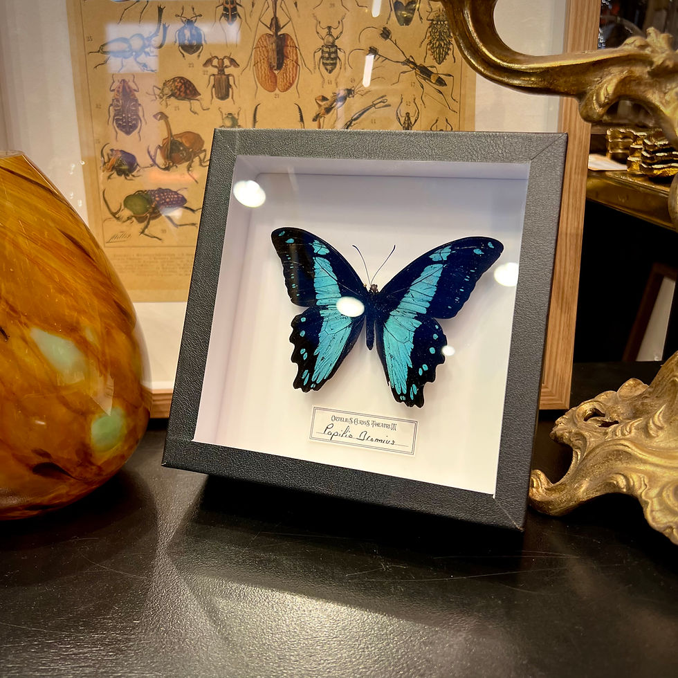 Miniature : Bromius en cadre