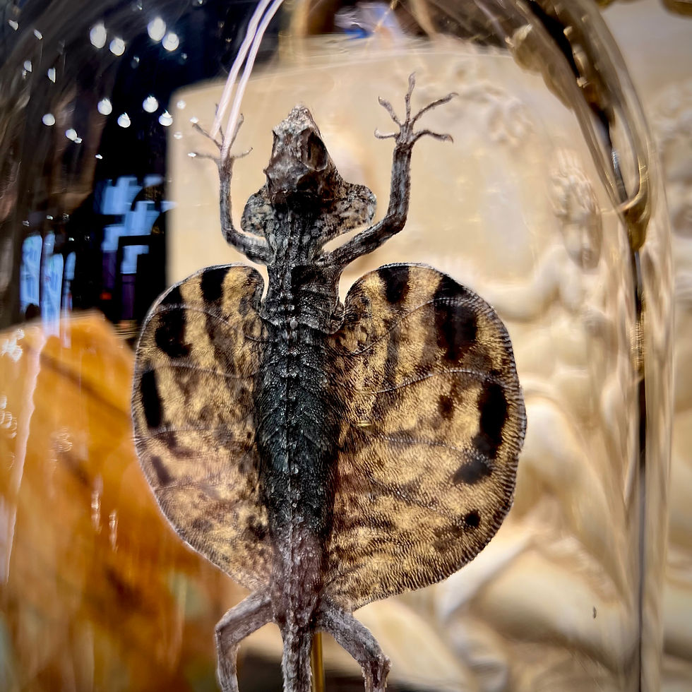 Miniature : Lézard volant 