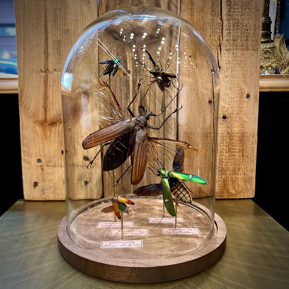 Composition de cinq coléoptères sous cloche en verre et base bois - entomologie Lyon