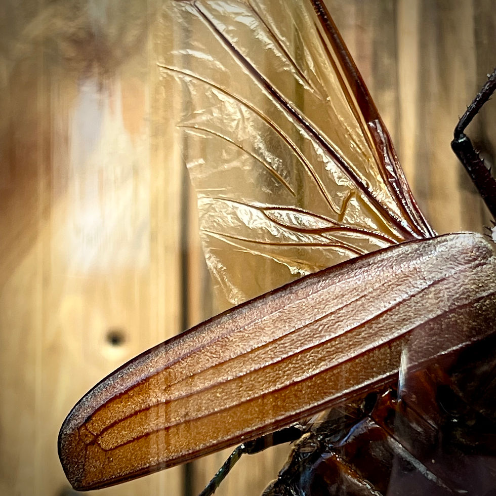 Miniature : Elitre d'insecte en gros plan