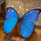 Miniature : Morpho didius en boule de verre