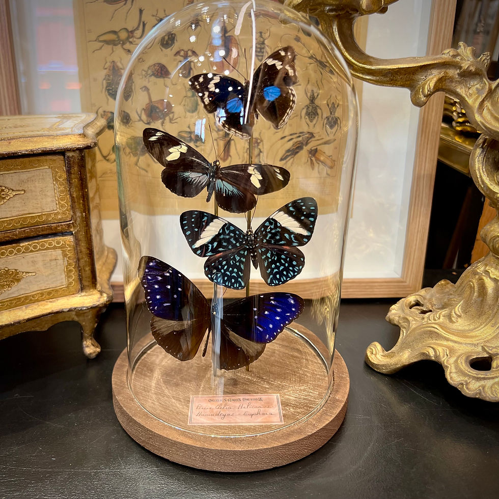 Miniature : Envolée bleue 4 papillons