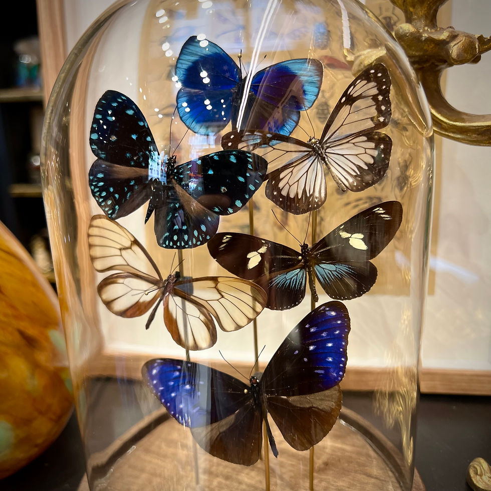 Miniature : Envolée bleue et transparente 