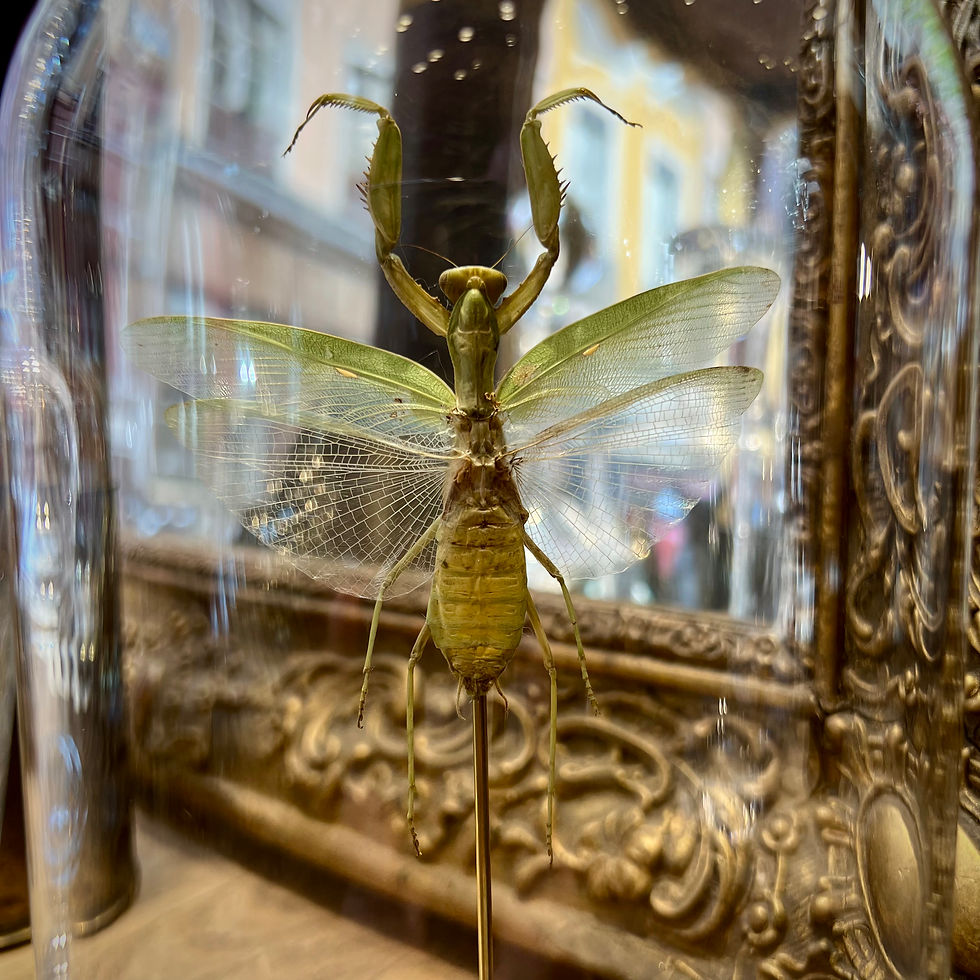 Miniature : Mante Hierodula