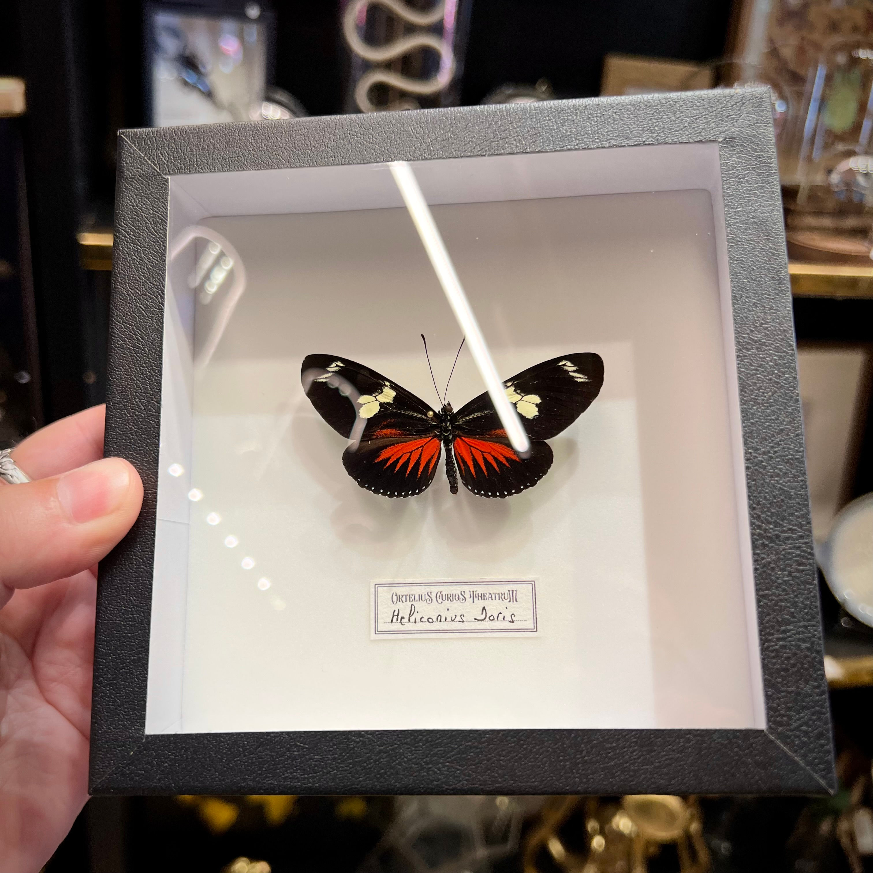 Heliconius en cadre 