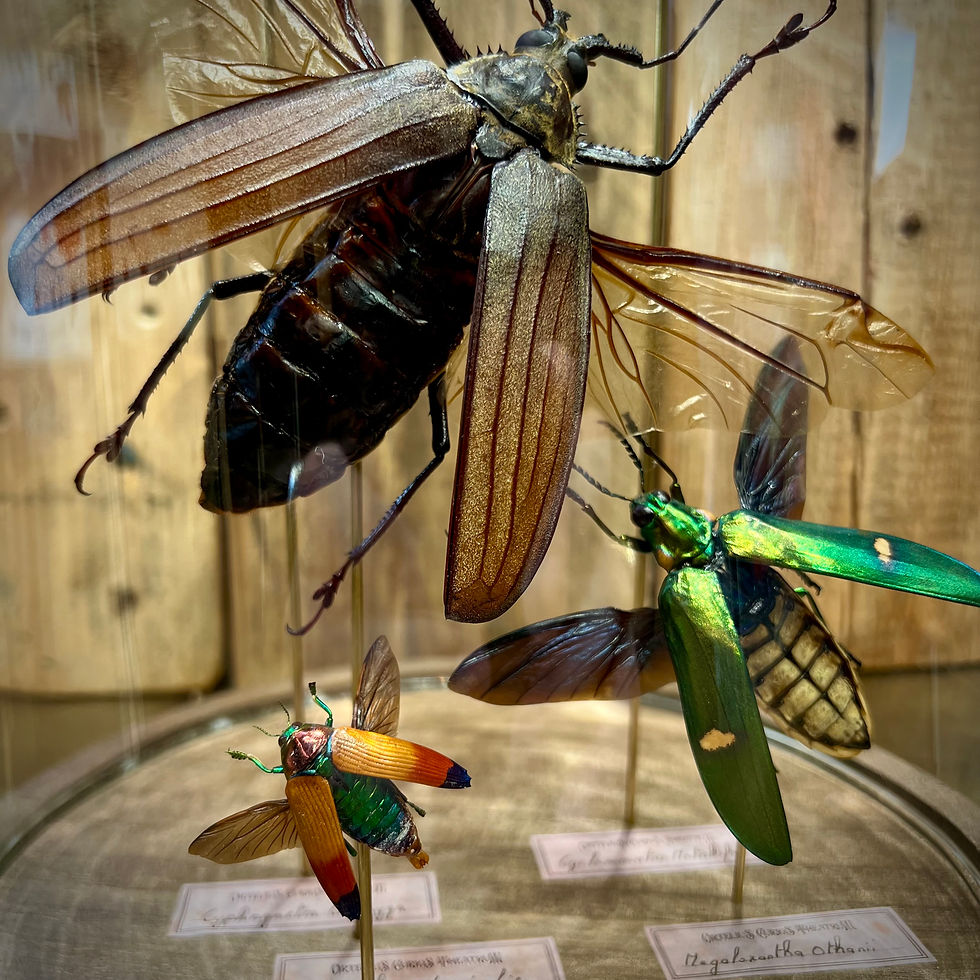 Miniature : Des coléoptères en présentation entomologique - cabinet de curiosités