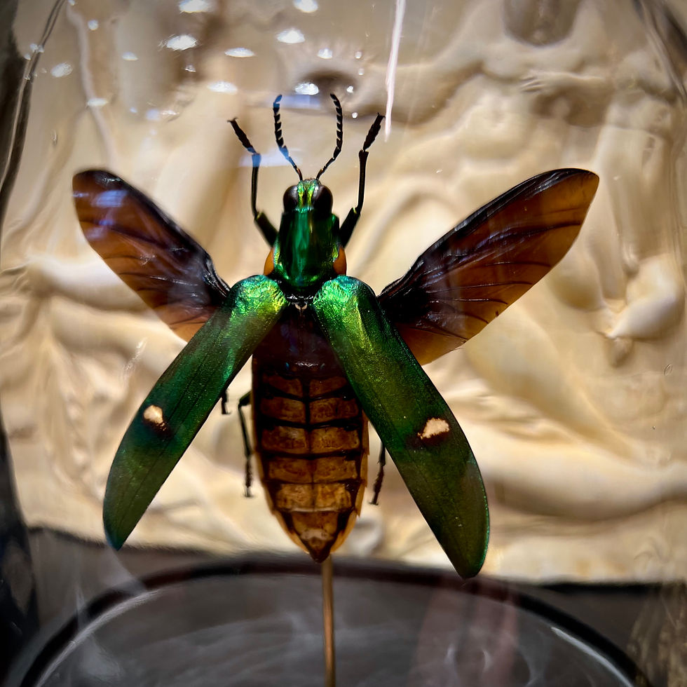 Miniature : Coléoptère Megaloxantha en cloche musée 