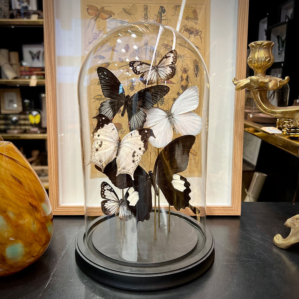 Miniature : Envolée noire et blanche