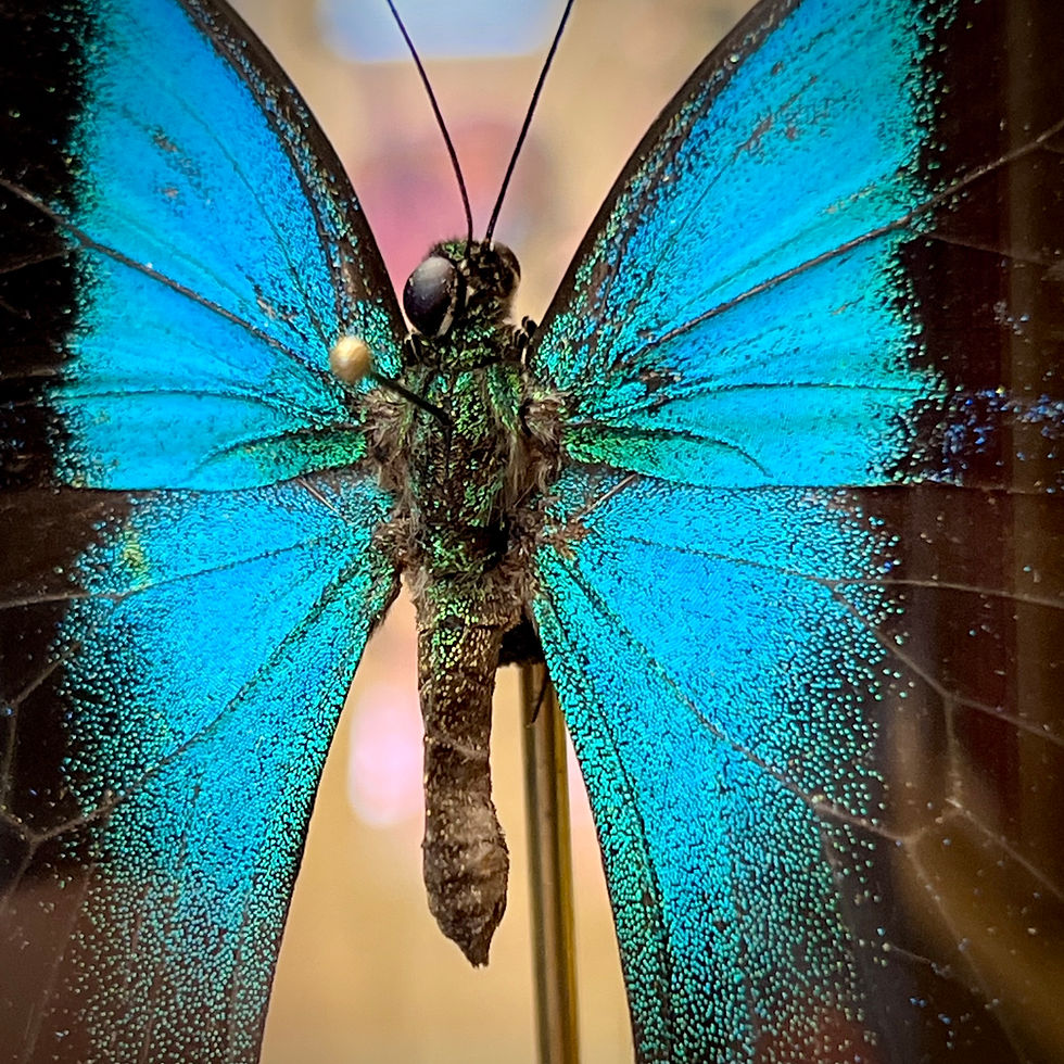 Miniature : Papilio peranthus