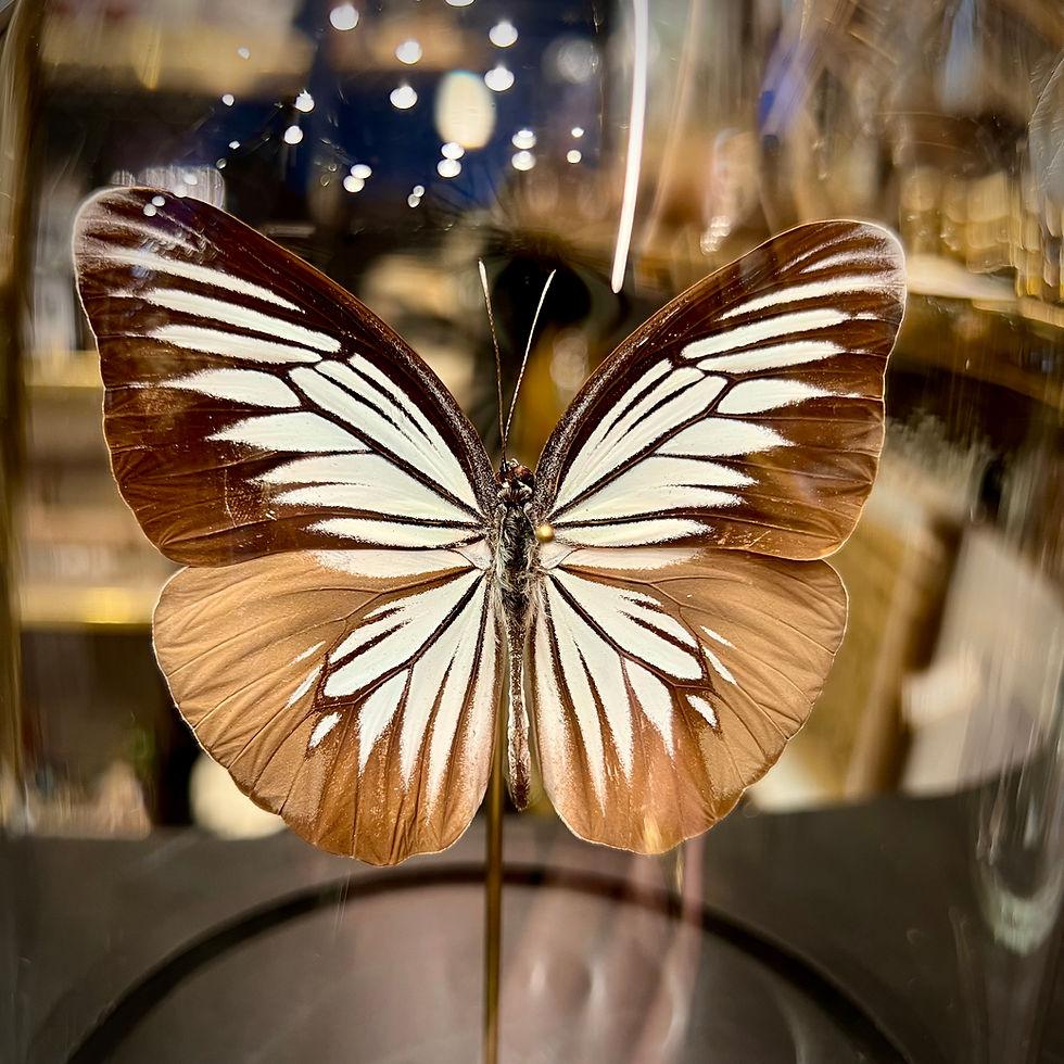 Miniature : Pareronia tritaea 