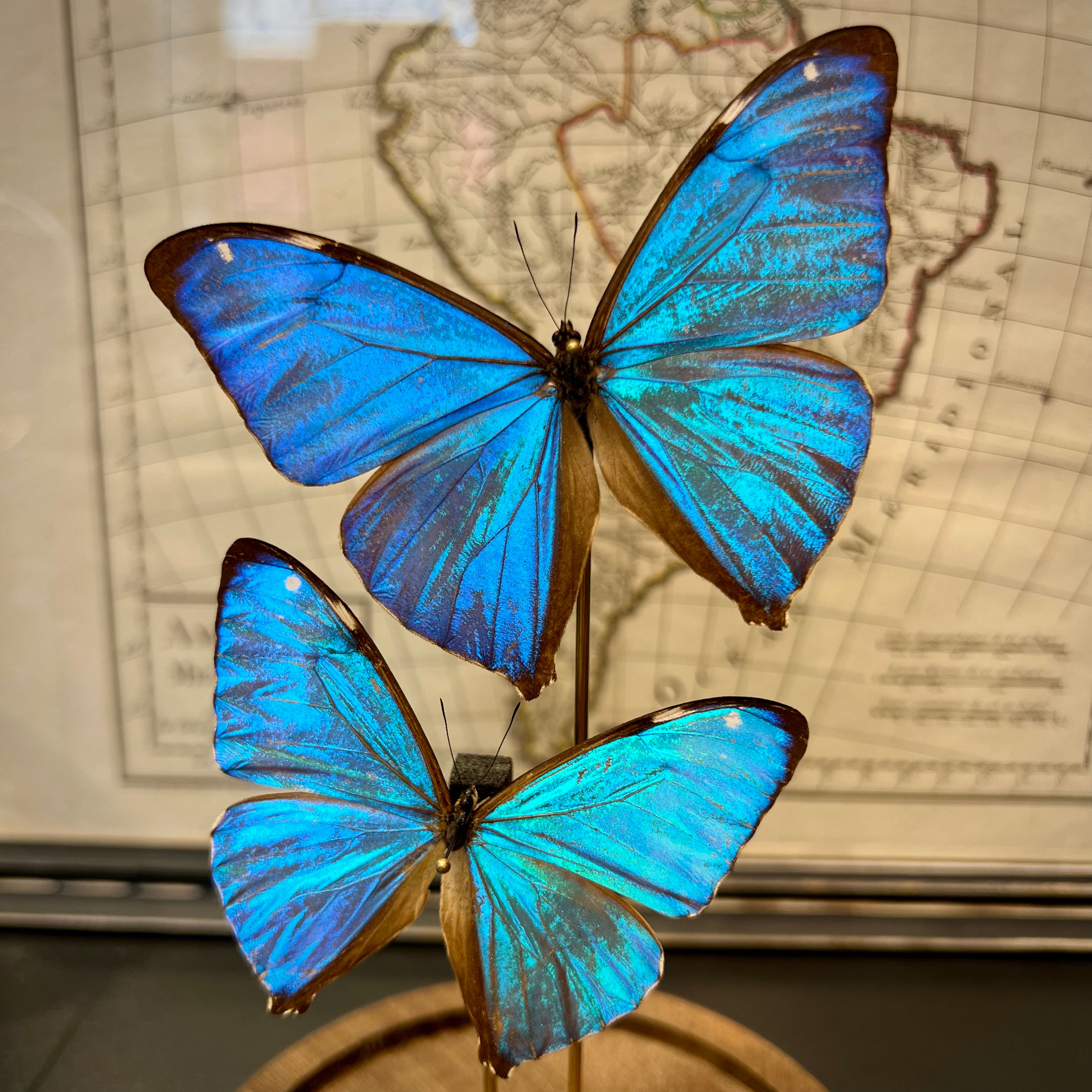 Duo de Morphos aega 