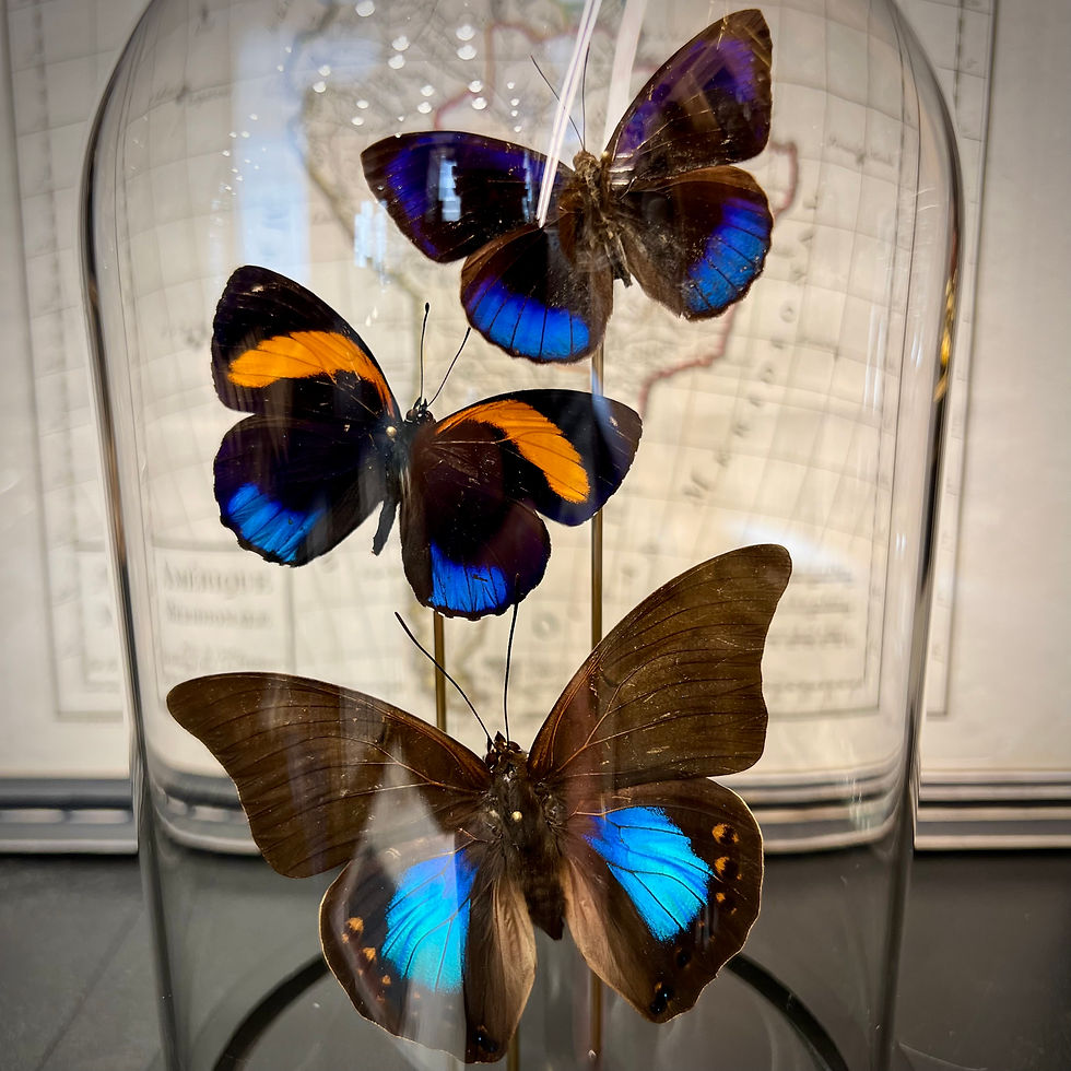 Miniature : Composition 3 papillons irisés 