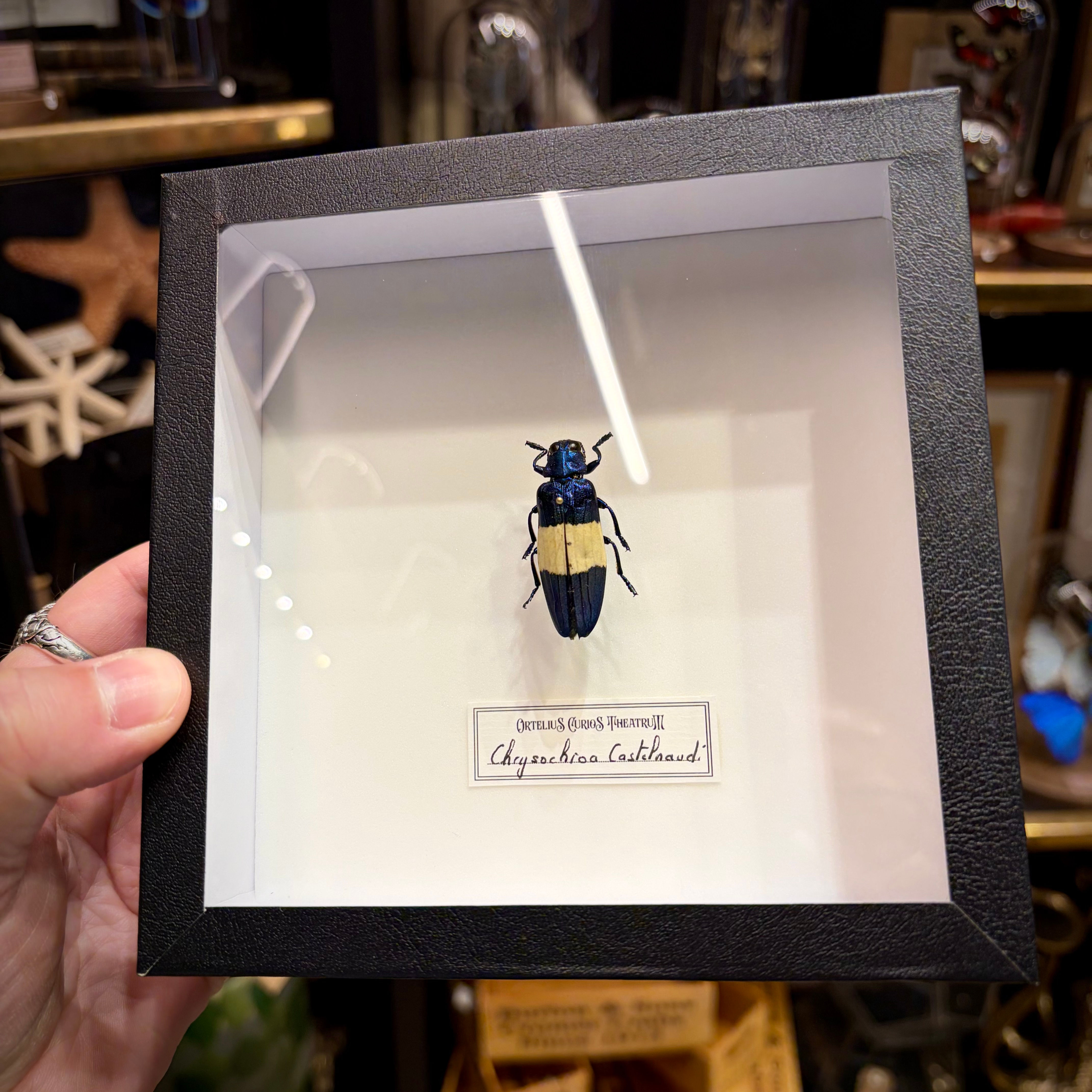 Coléoptère Chrysochroa en cadre