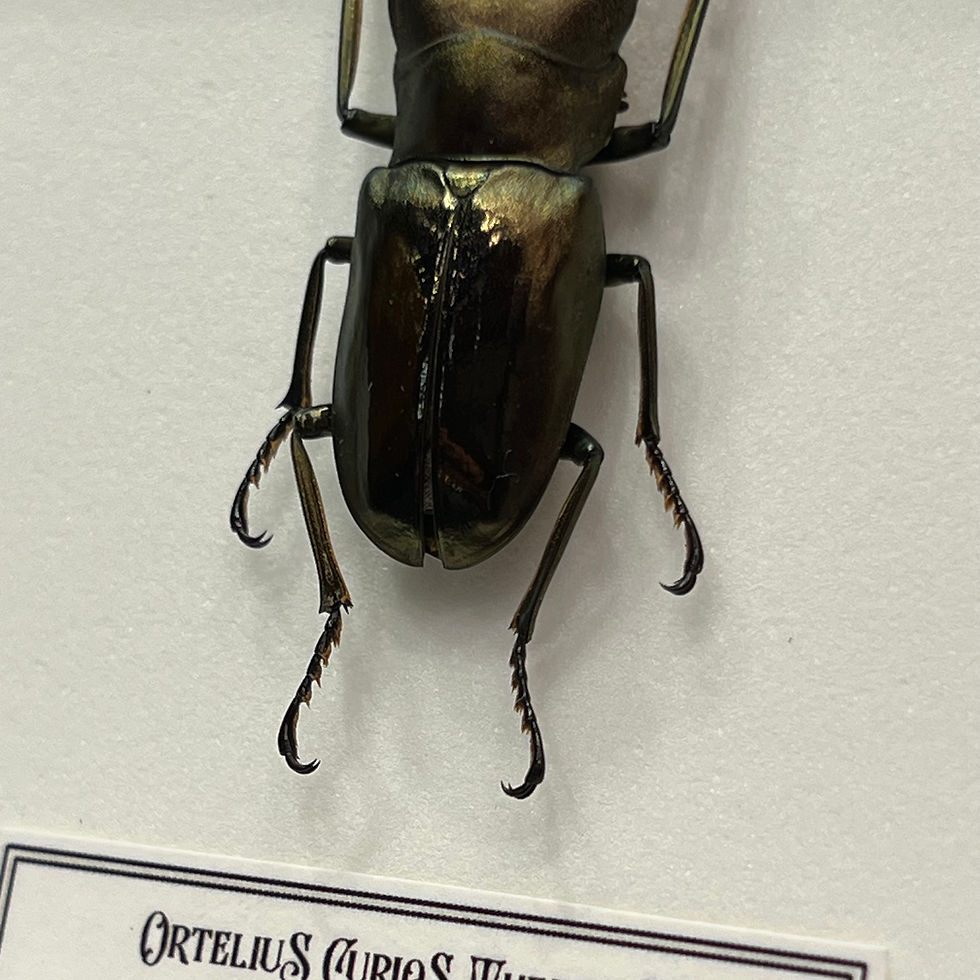 Miniature : Coléoptère Cyclommatus en cadre