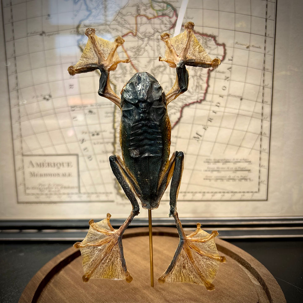 Miniature : Grenouille Racophorus grande taille