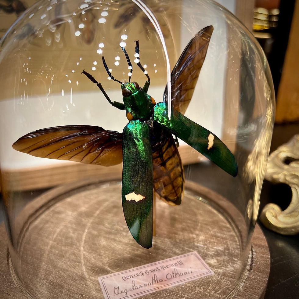 Miniature : Coléoptère Megaloxantha 
