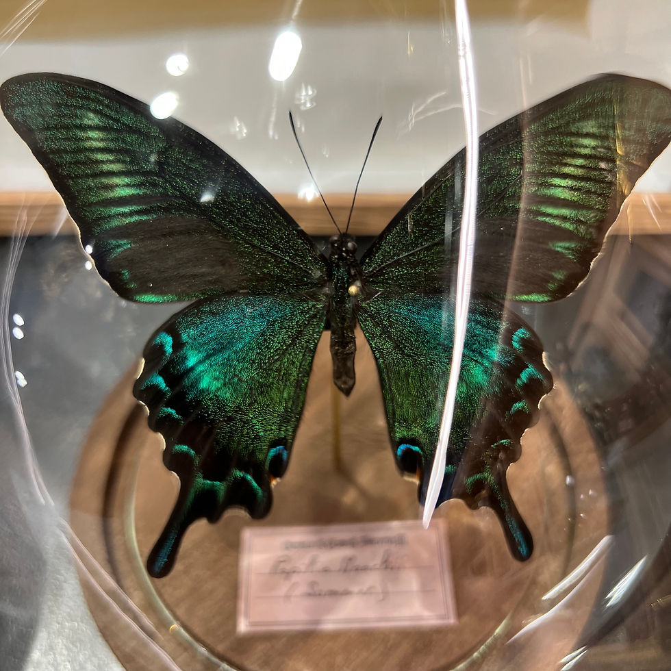 Miniature : grand papillon vert maackii