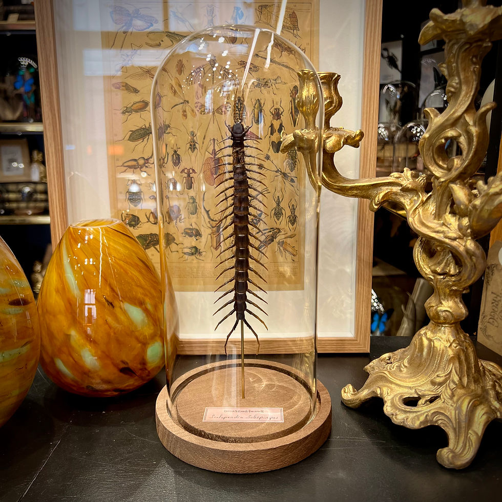 Miniature : Scolopendre sous cloche