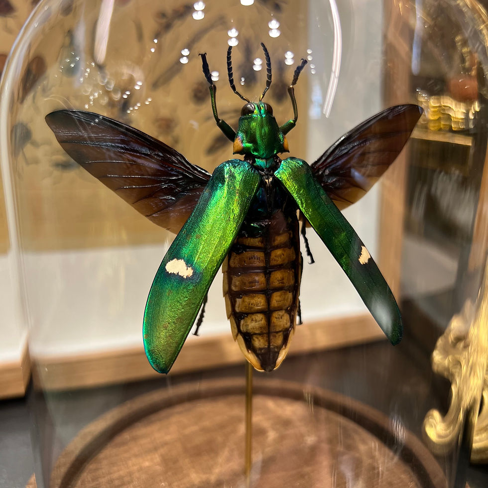 Miniature : Megaloxantha sous cloche