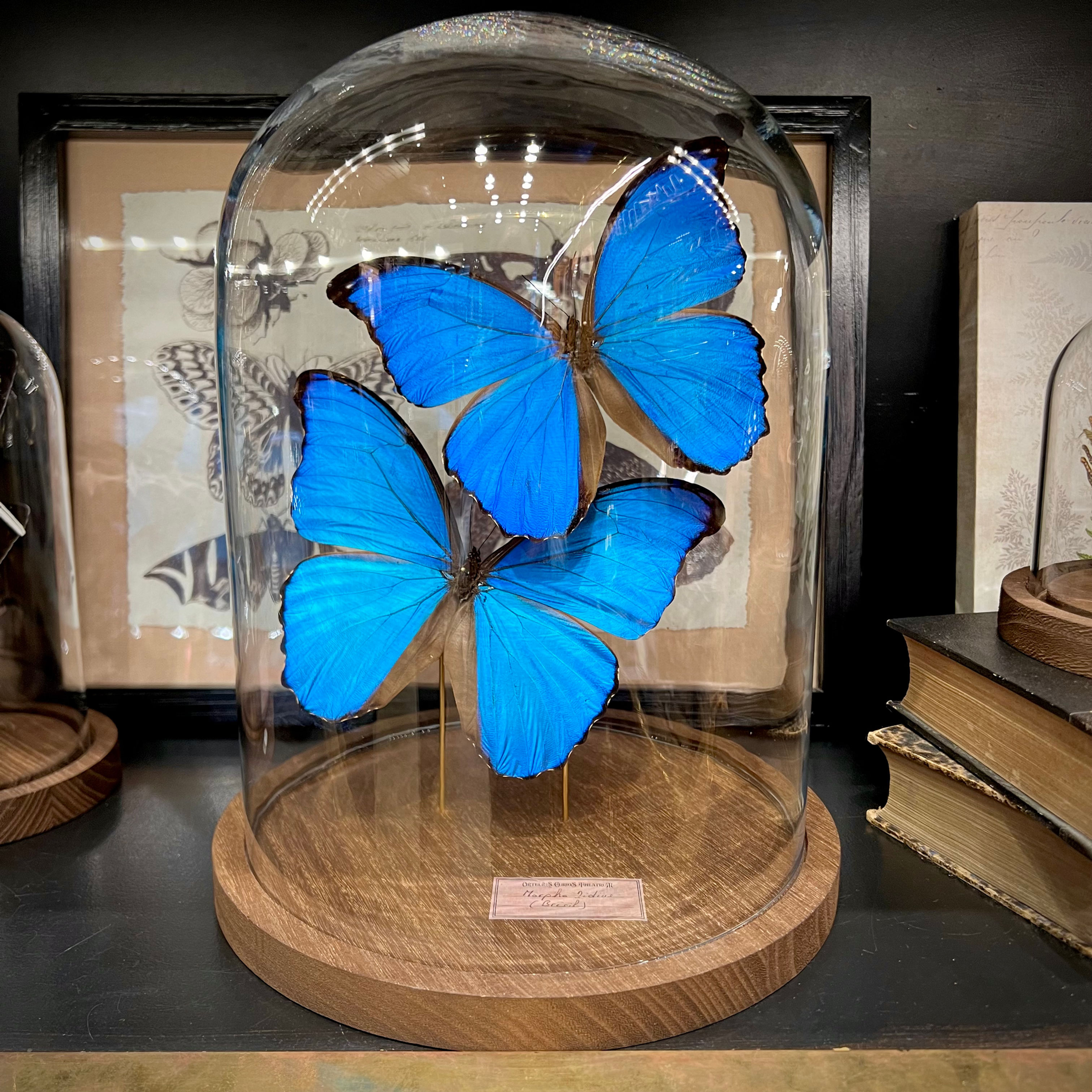 Grand duo de Morphos - click&collect uniquement 